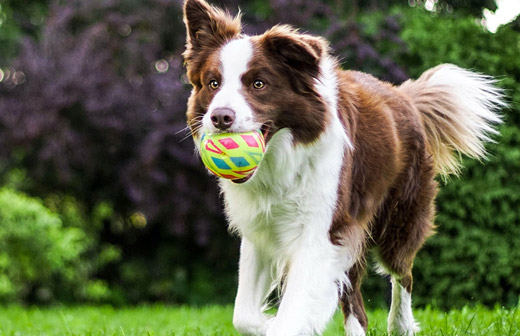 乖寶寵物食品集團(tuán)